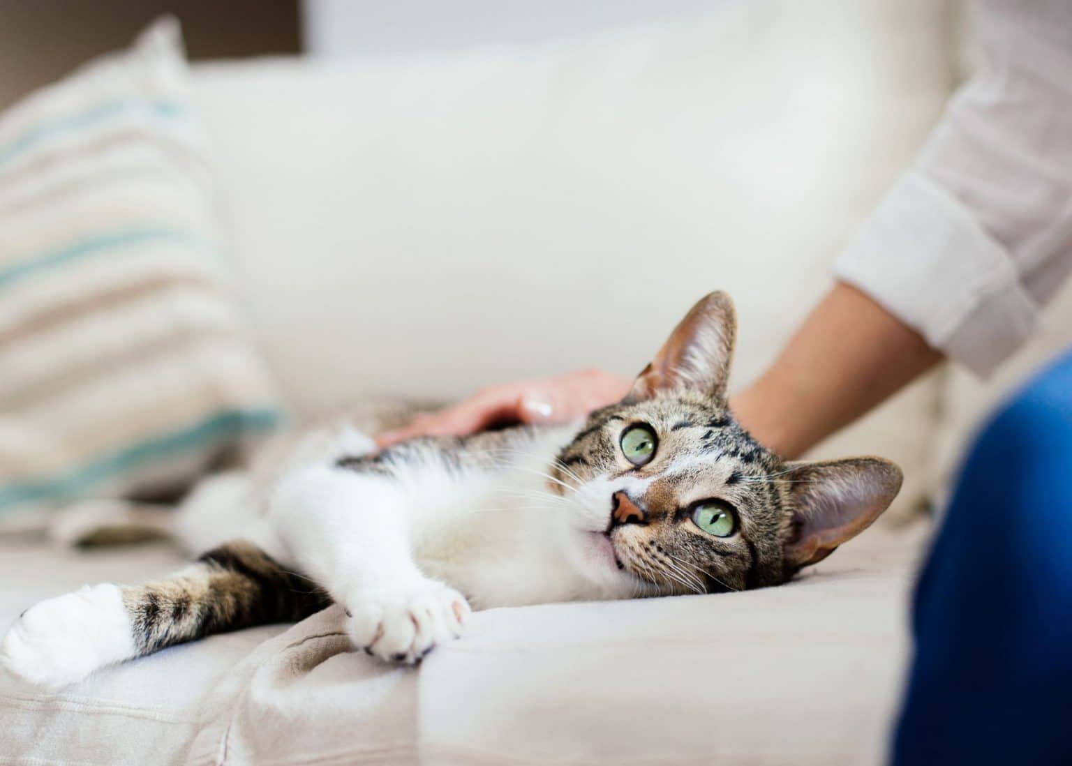 Pourquoi Mon Chat Me Mord Quand Je Le Caresse Oven Baked