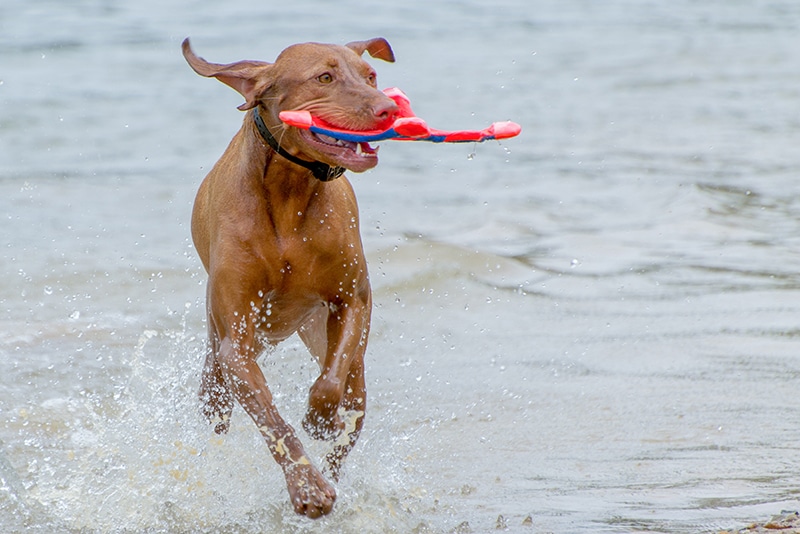 chien foufou jouet