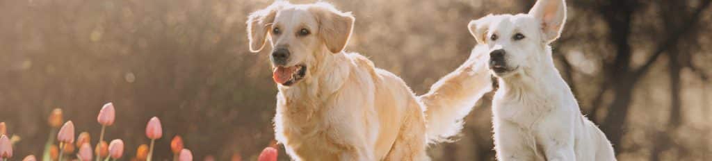 Deux chien dans un champs