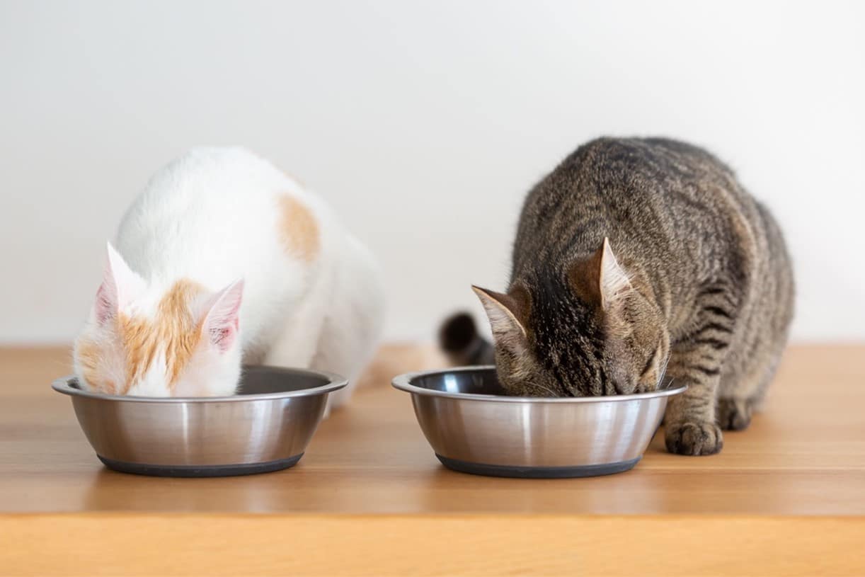 Oven-Baked Tradition: The best dog and cat food brand