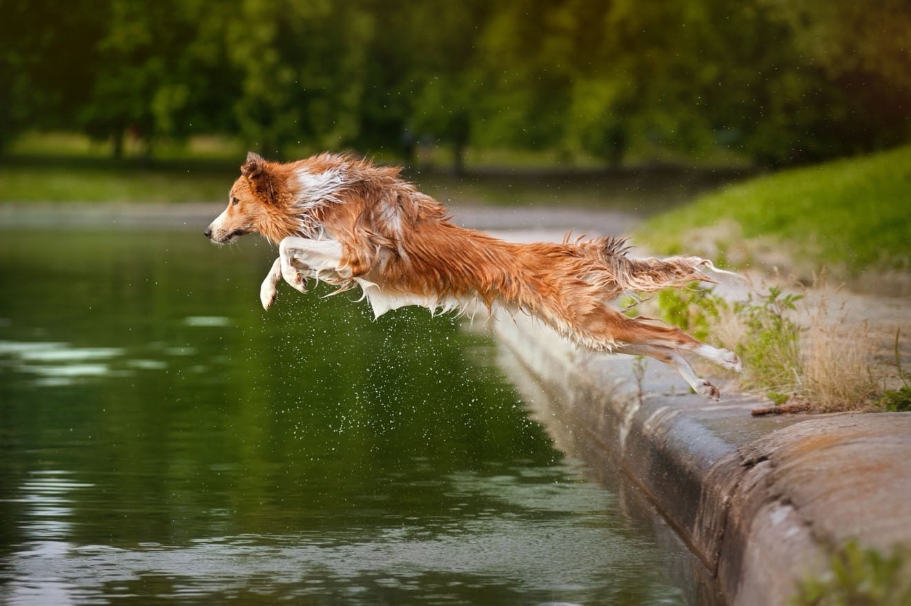 Собака прыгает в воду