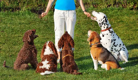 cours de dressage chien